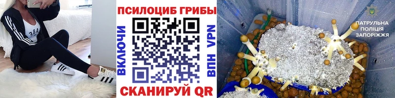Галлюциногенные грибы мицелий  Купить закладки  Верхотурье 